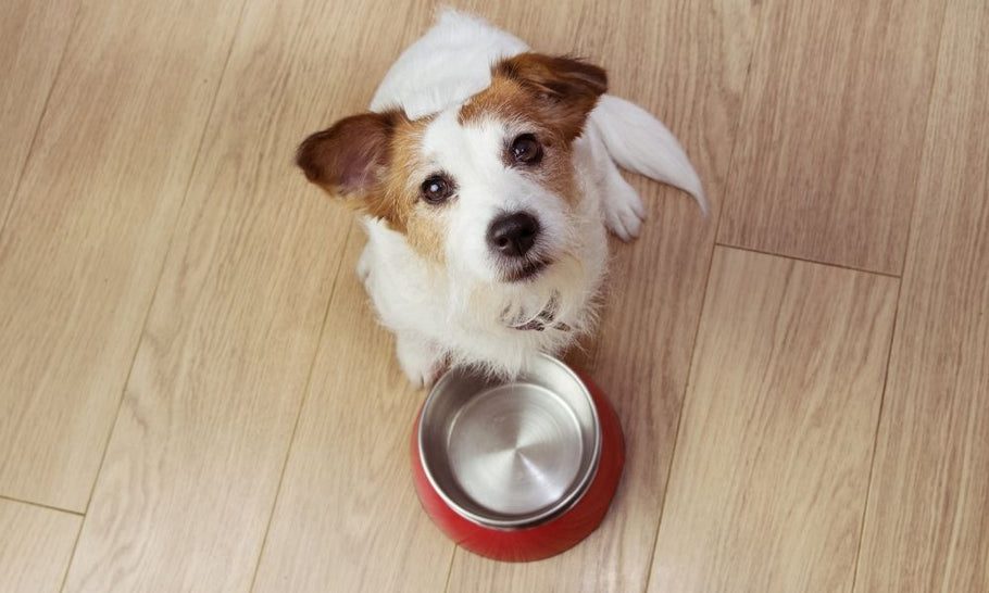 What To Know Before Feeding Jerky To Pets